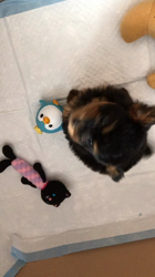 安部啓子ブリーダーからお迎えしたトイプードル：ルークくん