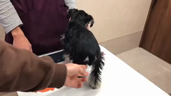 阿部守ブリーダーからお迎えしたミニチュアシュナウザー：Sandyちゃん