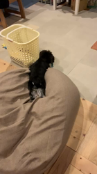 阿部守ブリーダーからお迎えしたミニチュアシュナウザー：Sandyちゃん
