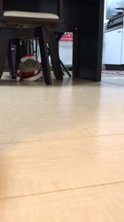 井崎正勝ブリーダーからお迎えしたマンチカン：千くん