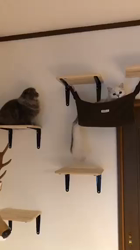 井崎正勝ブリーダーからお迎えしたマンチカン：千くん