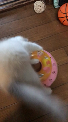 長田寛美ブリーダーからお迎えしたラグドール：咲蓮(エレン)ちゃん