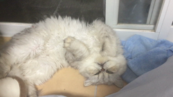 村上拓ブリーダーからお迎えしたペルシャ(チンチラ)：イサクくん