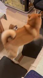 深沢ことみブリーダーからお迎えした柴犬：くぅちゃん