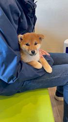 深沢ことみブリーダーからお迎えした柴犬：くぅちゃん