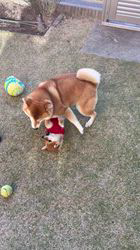 深沢ことみブリーダーからお迎えした柴犬：くぅちゃん