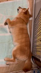 茂木稔ブリーダーからお迎えした柴犬：りぃちゃん