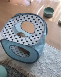 今松澄江ブリーダーからお迎えしたスコティッシュフォールド：ラテちゃん