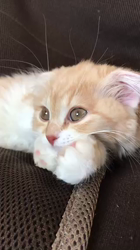 今松澄江ブリーダーからお迎えしたスコティッシュフォールド：ラテちゃん