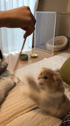 今松澄江ブリーダーからお迎えしたスコティッシュフォールド：ラテちゃん