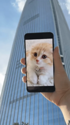 今松澄江ブリーダーからお迎えしたスコティッシュフォールド：ラテちゃん