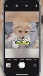 今松澄江ブリーダーからお迎えしたスコティッシュフォールド：ラテちゃん