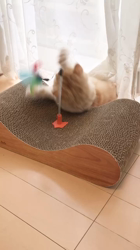 今松澄江ブリーダーからお迎えしたスコティッシュフォールド：ラテちゃん