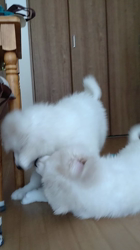 黒岩光好ブリーダーからお迎えしたグレートピレニーズ：くるみちゃん