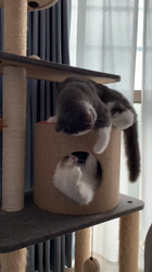 杉野洋子ブリーダーからお迎えしたスコティッシュフォールド：福まるくん