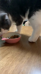 杉野洋子ブリーダーからお迎えしたスコティッシュフォールド：福まるくん