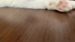 杉野洋子ブリーダーからお迎えしたスコティッシュフォールド：福まるくん