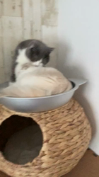 杉野洋子ブリーダーからお迎えしたスコティッシュフォールド：福まるくん