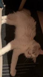 杉本奨磨ブリーダーからお迎えしたラグドール：ゆきちゃん