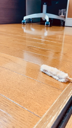 有馬俊哉ブリーダーからお迎えしたミヌエット：シフォンちゃん