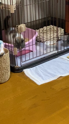 有馬俊哉ブリーダーからお迎えしたミヌエット：シフォンちゃん