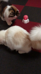 木村知聡ブリーダーからお迎えしたノルウェージャンフォレストキャット：SHIRUちゃん