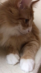 木村知聡ブリーダーからお迎えしたノルウェージャンフォレストキャット：NOAHくん