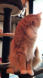 木村知聡ブリーダーからお迎えしたノルウェージャンフォレストキャット：NOAHくん