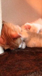 木村知聡ブリーダーからお迎えしたノルウェージャンフォレストキャット：SHIRUちゃん