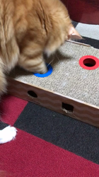 木村知聡ブリーダーからお迎えしたノルウェージャンフォレストキャット：NOAHくん