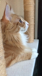 木村知聡ブリーダーからお迎えしたノルウェージャンフォレストキャット：NOAHくん