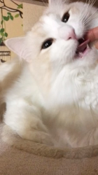 木村知聡ブリーダーからお迎えしたノルウェージャンフォレストキャット：SHIRUちゃん