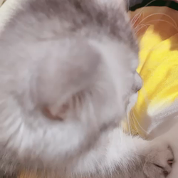 冨岡利枝ブリーダーからお迎えしたミヌエット：きなこちゃん