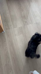 鈴木愛ブリーダーからお迎えしたマルプーチー(チワワ×マルプー)：ジェムくん