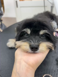 鈴木愛ブリーダーからお迎えしたマルプーチー(チワワ×マルプー)：ジェムくん