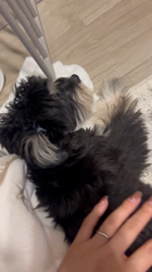 鈴木愛ブリーダーからお迎えしたマルプーチー(チワワ×マルプー)：ジェムくん