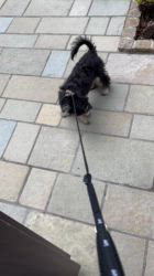 鈴木愛ブリーダーからお迎えしたマルプーチー(チワワ×マルプー)：ジェムくん