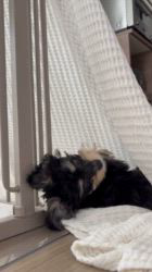 鈴木愛ブリーダーからお迎えしたマルプーチー(チワワ×マルプー)：ジェムくん