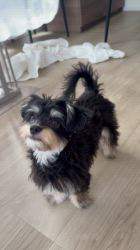 鈴木愛ブリーダーからお迎えしたマルプーチー(チワワ×マルプー)：ジェムくん