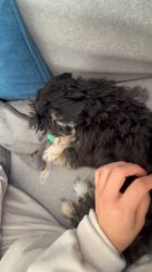 鈴木愛ブリーダーからお迎えしたマルプーチー(チワワ×マルプー)：ジェムくん