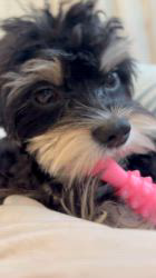 鈴木愛ブリーダーからお迎えしたマルプーチー(チワワ×マルプー)：ジェムくん