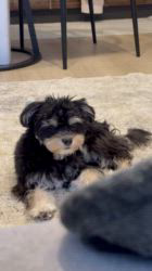 鈴木愛ブリーダーからお迎えしたマルプーチー(チワワ×マルプー)：ジェムくん