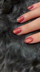 鈴木愛ブリーダーからお迎えしたマルプーチー(チワワ×マルプー)：ジェムくん