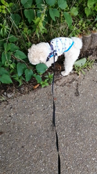 白馬秀夫ブリーダーからお迎えしたマルプー：レオくん