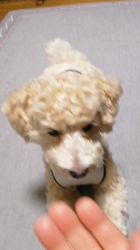 白馬秀夫ブリーダーからお迎えしたマルプー：レオくん