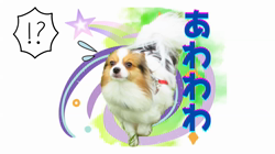 橋本拓也ブリーダーからお迎えしたパピヨン：千代丸くん