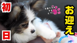 橋本拓也ブリーダーからお迎えしたパピヨン：千代丸くん