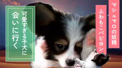 橋本拓也ブリーダーからお迎えしたパピヨン：千代丸くん