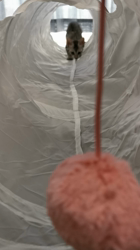 林良子ブリーダーからお迎えしたエジプシャンマウ：クロエちゃん