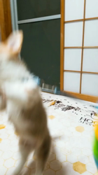 内田美紀ブリーダーからお迎えしたウェルシュ・コーギー・ペンブローク：スポックくん